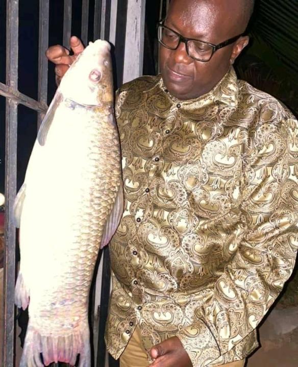 Guy Mafuta poisson.