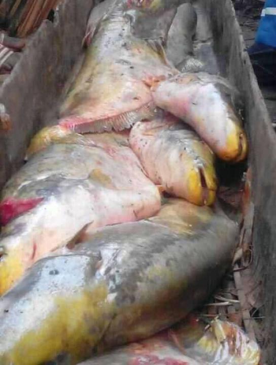 Poisson au Kasaï
