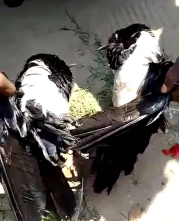 Deux voleurs transformés en corbeaux à Kananga