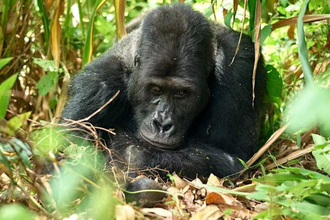 Le gorille solitaire “Mugaruka” en plein sommeil pour l'éternité