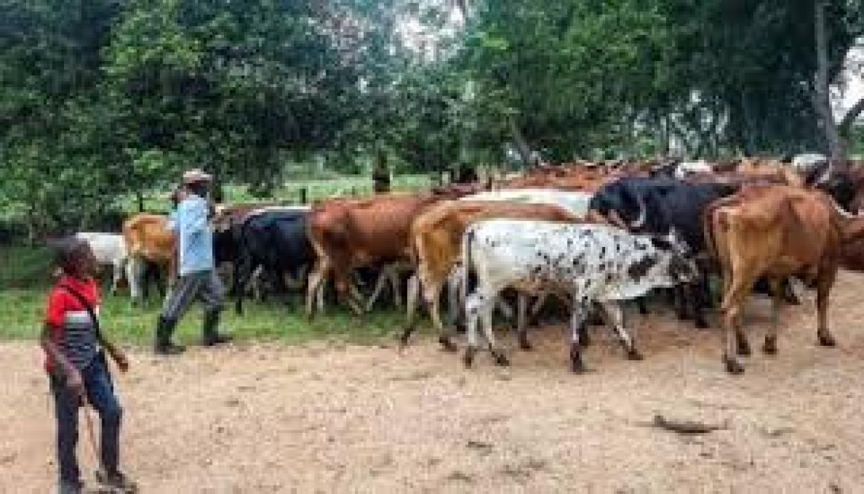 Un gardien des vaches dans le territoire de Rutshuru [Photo d'illustration]