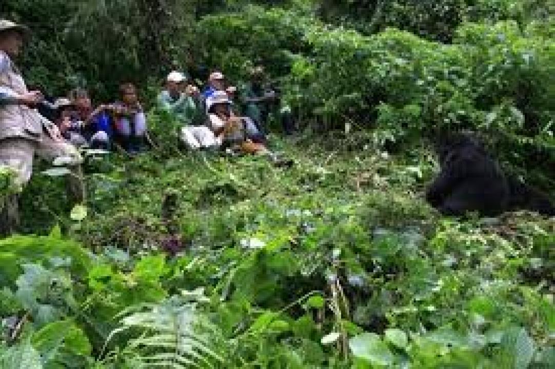 Quelques touristes au Parc de Virunga