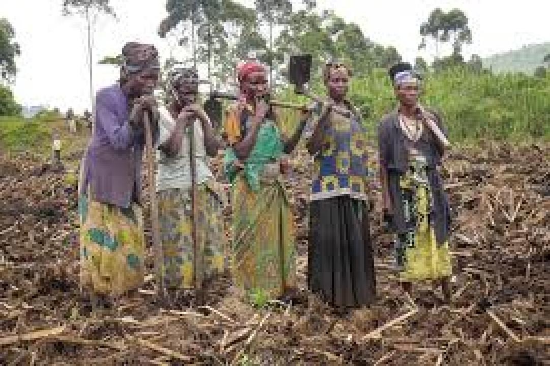 Quelques femmes de Rutshuru s'adonnant aux travaux champêtres