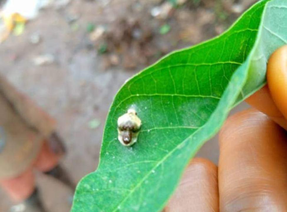 Espèces d'insectes à la forme d'une tête humaine qui a fait apparition à Beni