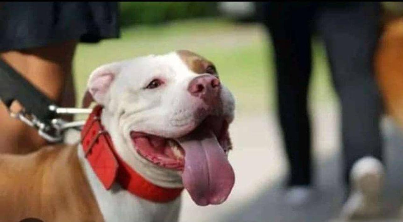 Un chien de race [ Photo d'illustration]