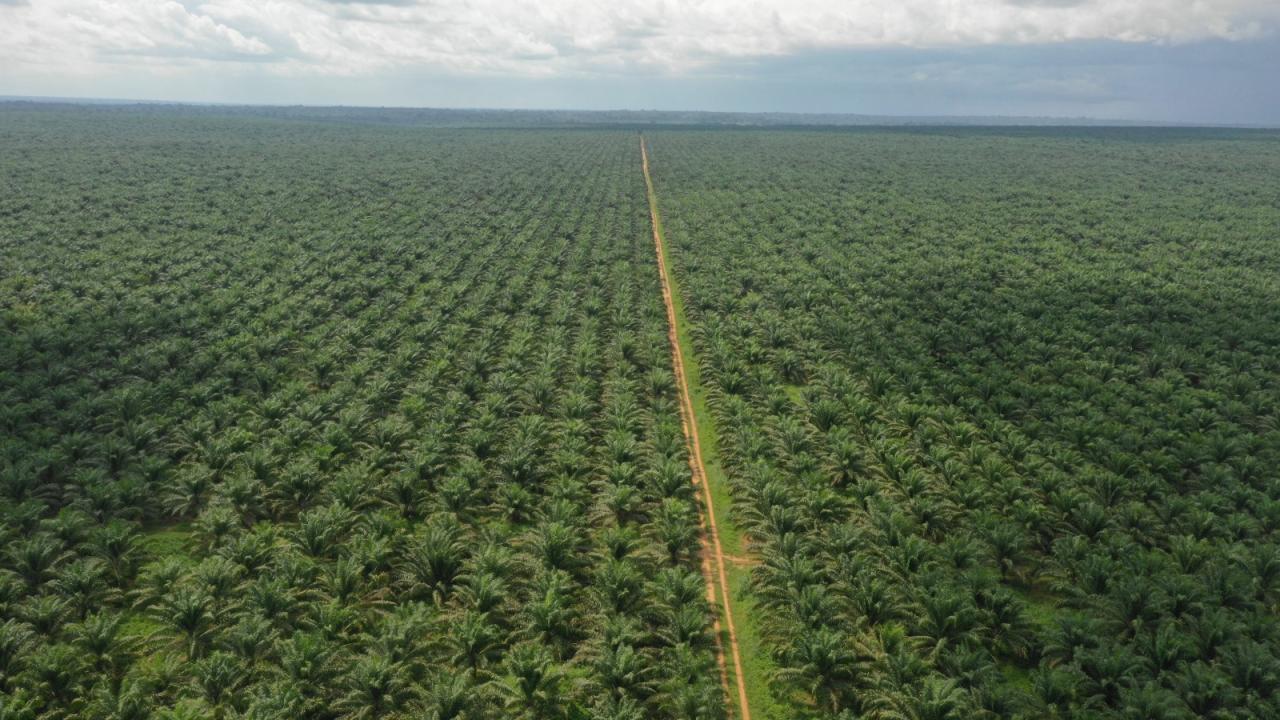 Vue aérienne des plantations PHC