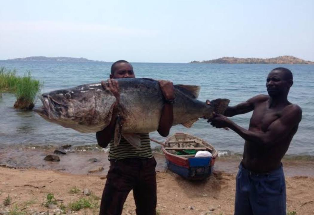 Les pêcheurs artisanaux du lac Tanganyika en RDC