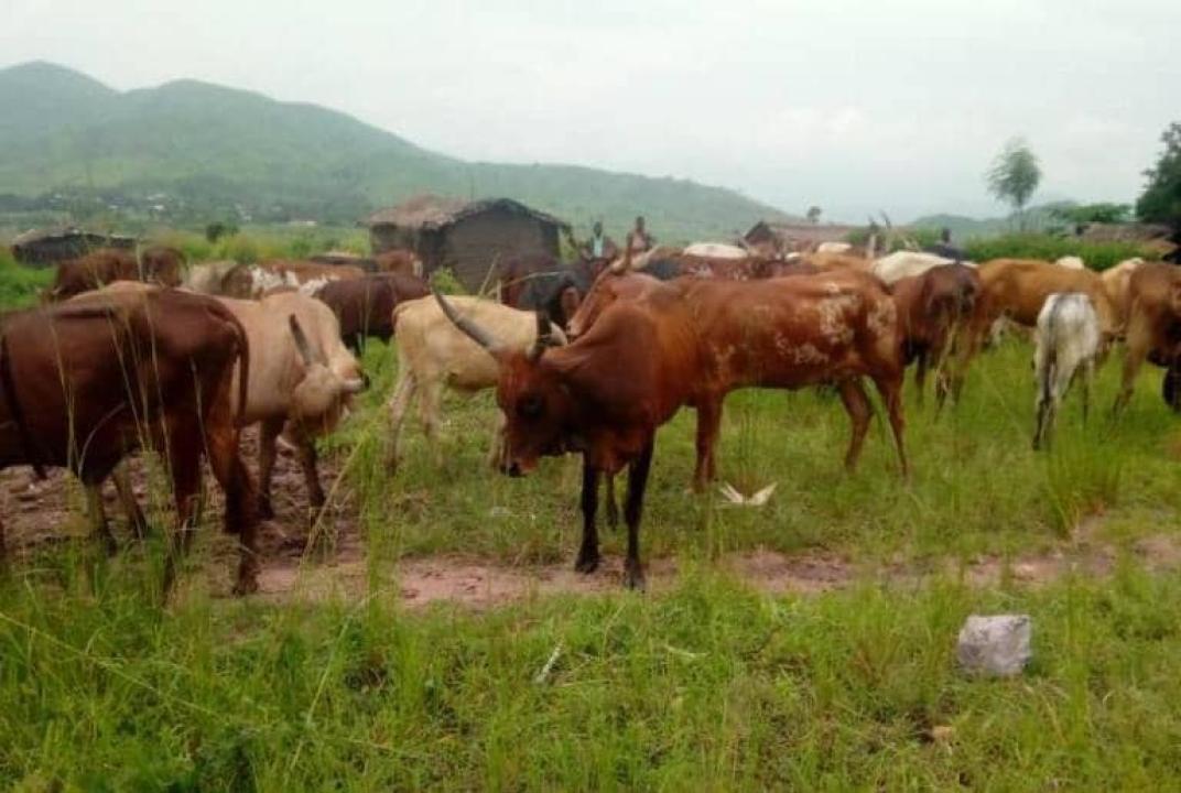 Nyiragongo : une personne gravement blessée et 15 vaches coupées par machette à Kanyangoma