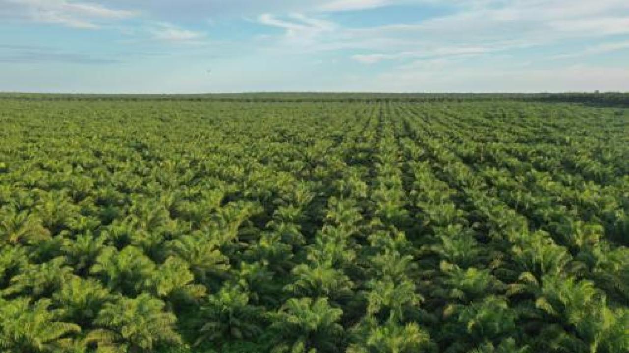L'une des plantations de la société Plantations et Huileries du Congo. [Photo d'illustration]