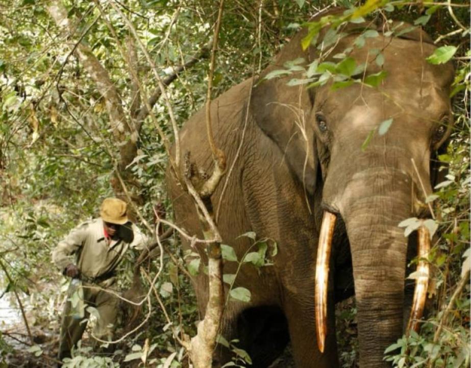 Un éléphant du parc de la Garamba [photo d'illustration]