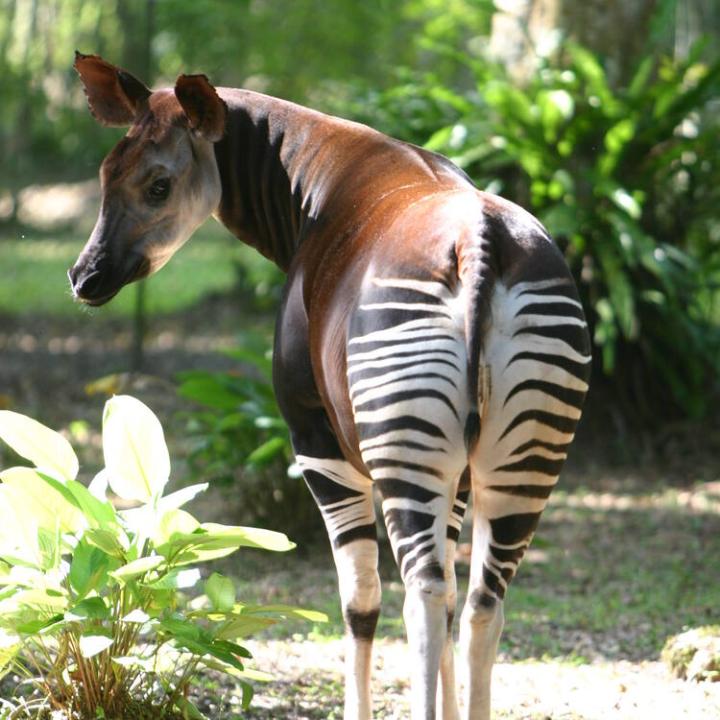 Un Okapi du Parc National de Maiko [photo d'illustration]