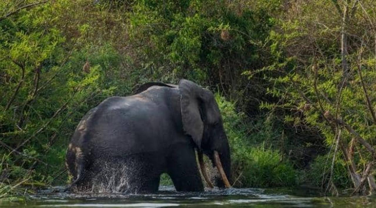 Un éléphant dans le bassin du Congo.