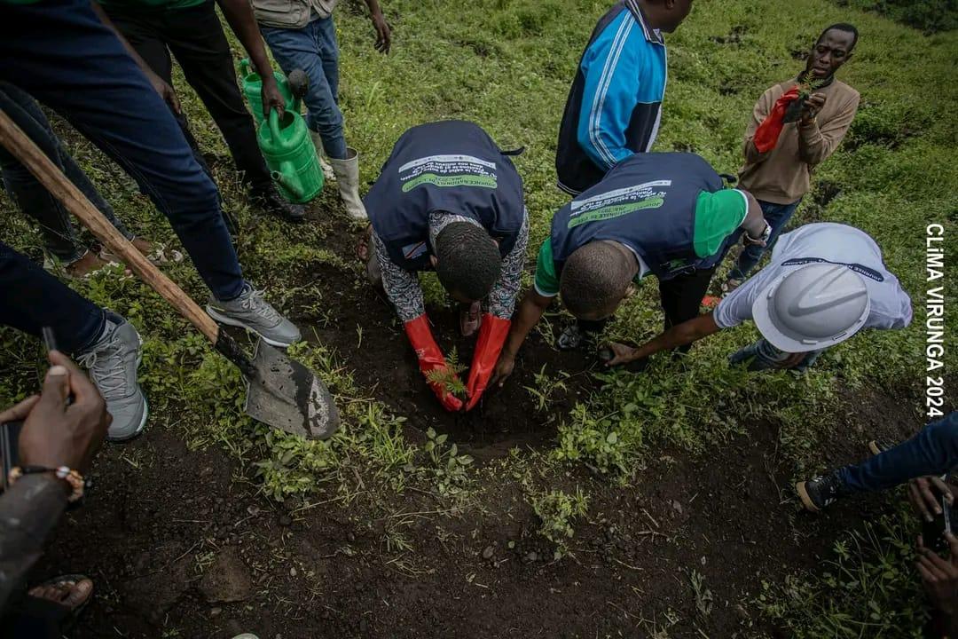 Plantation d’arbre symbolique pour lancer un projet de reboisement à Mugunga, dans le cadre du programme CLiMA Virunga. Ph. ICCN