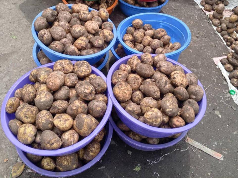 Les pommes de terre cultivées dans le territoire de Masisi au Nord-Kivu [photo d’illustration]