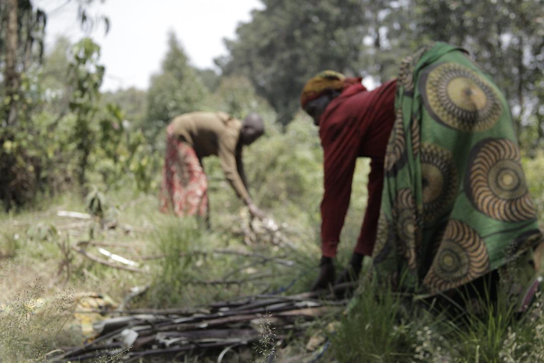 Des déplacés en quête des bois de chauffage dans le Parc national des Virunga [photo d’illustration]