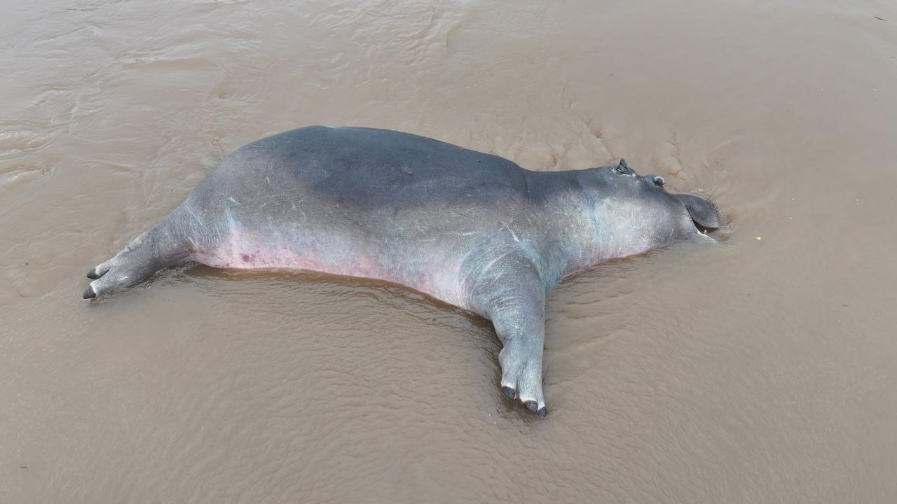 Un Hippopotame mort dans Lac Édouard à cause de cette maladie [photo d'illustration]