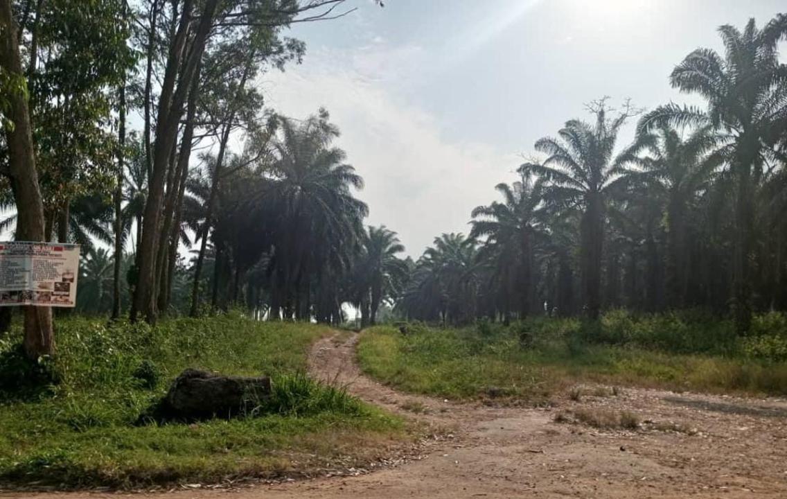 L'entrée principale des champs de Mayangose à partir du quartier Ngadi en territoire de Beni [photo d’illustration]