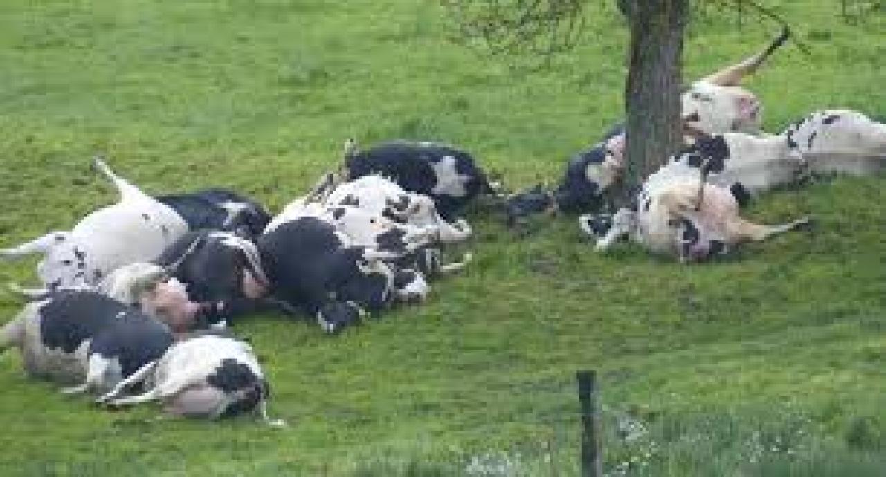 Des vaches mortes [photo d'illustration]