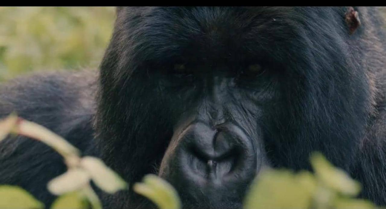 Un gorille de montagne du Parc National des Virunga