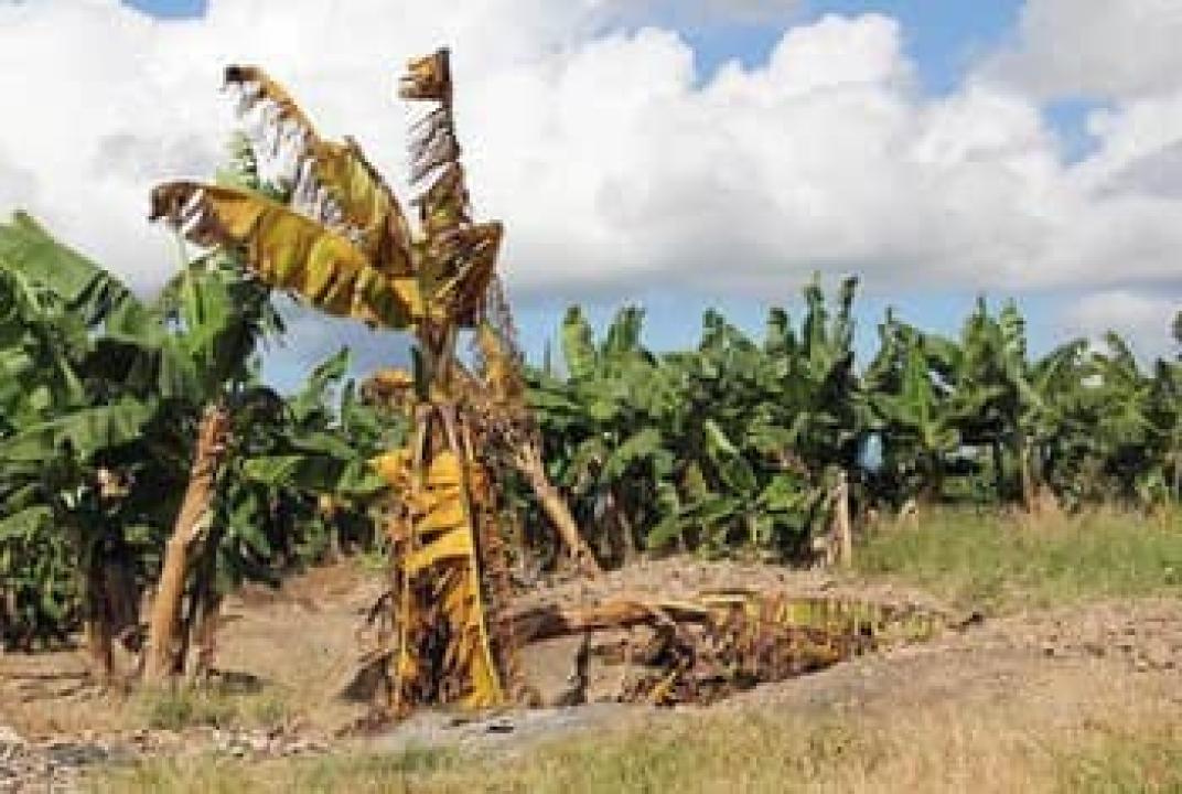 Un bananier affecté par la jaunisse fusarienne