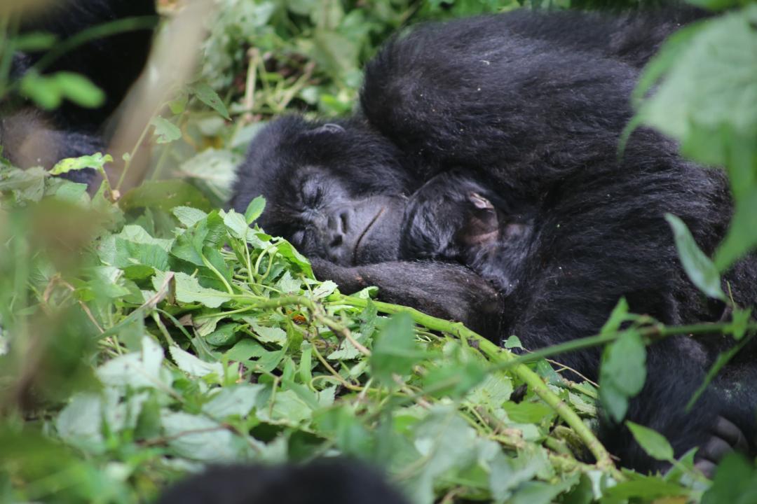 Un gorille de la famille Wilungula du PNVi avec son nouveau-né