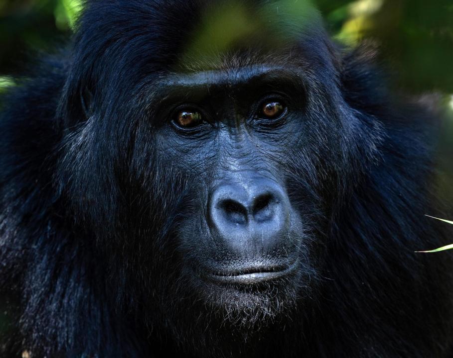 Lulingi l’une des gorilles de pleine, en risque d’extinction, réhabilitée dans le Mont Tshiaberimu, au nord du Parc national des Virunga