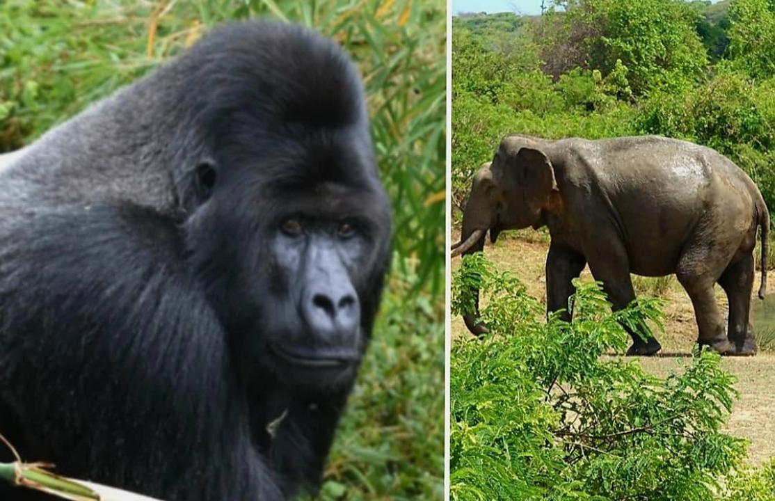 Un gorille de montagne et une buffle du Parc National des Virunga [photo d’illustration]