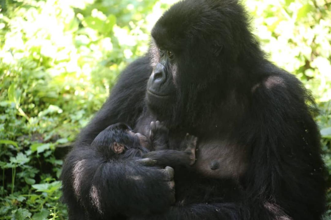 Nzabonimpa, la femelle gorille âgée de 14 ans, dans la famille Rugendo, a donné naissance à un petit mâle le 10 mai 2025