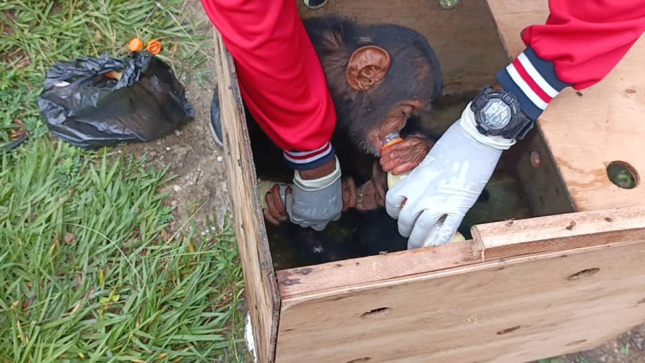 Plus de 40 singes protégés et 3 bébés chimpanzés ont été sauvés lors du démantèlement d’un important réseau de trafic en RDC