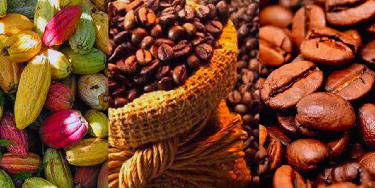 Le cacao et le café du Kivu en République démocratique du Congo [photo d’illustration]