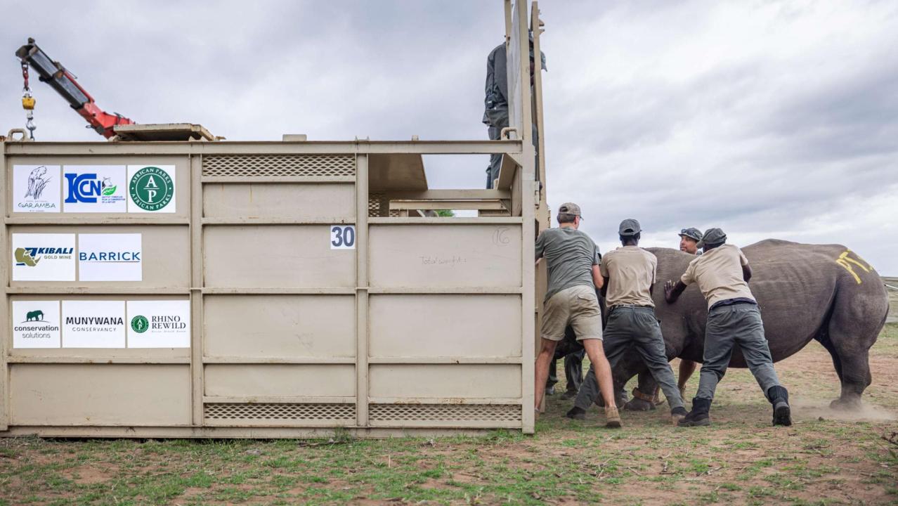 Opération de réintroduction de rhinocéros blancs dans le Parc de la Garamba [photo d’illustration]