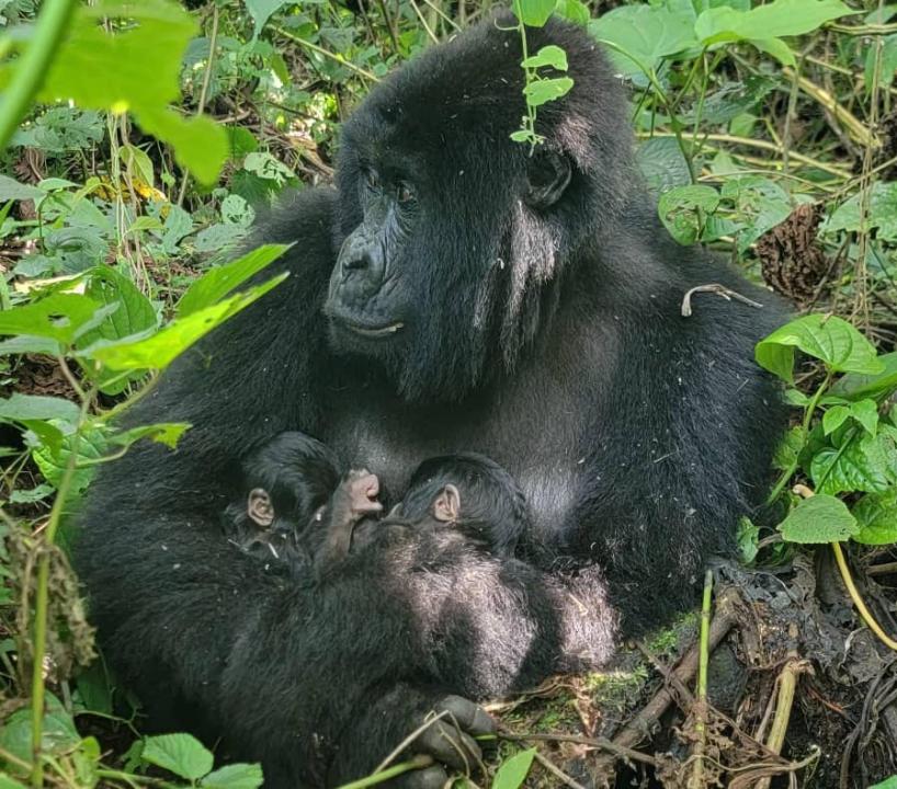 Naissance de jumeaux gorilles de montagne dans la famille Bageni au sein du PNVi