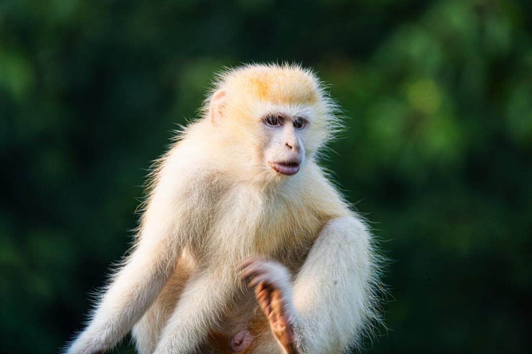 Un singe vervet atteint de leucisme observé dans le PNVi