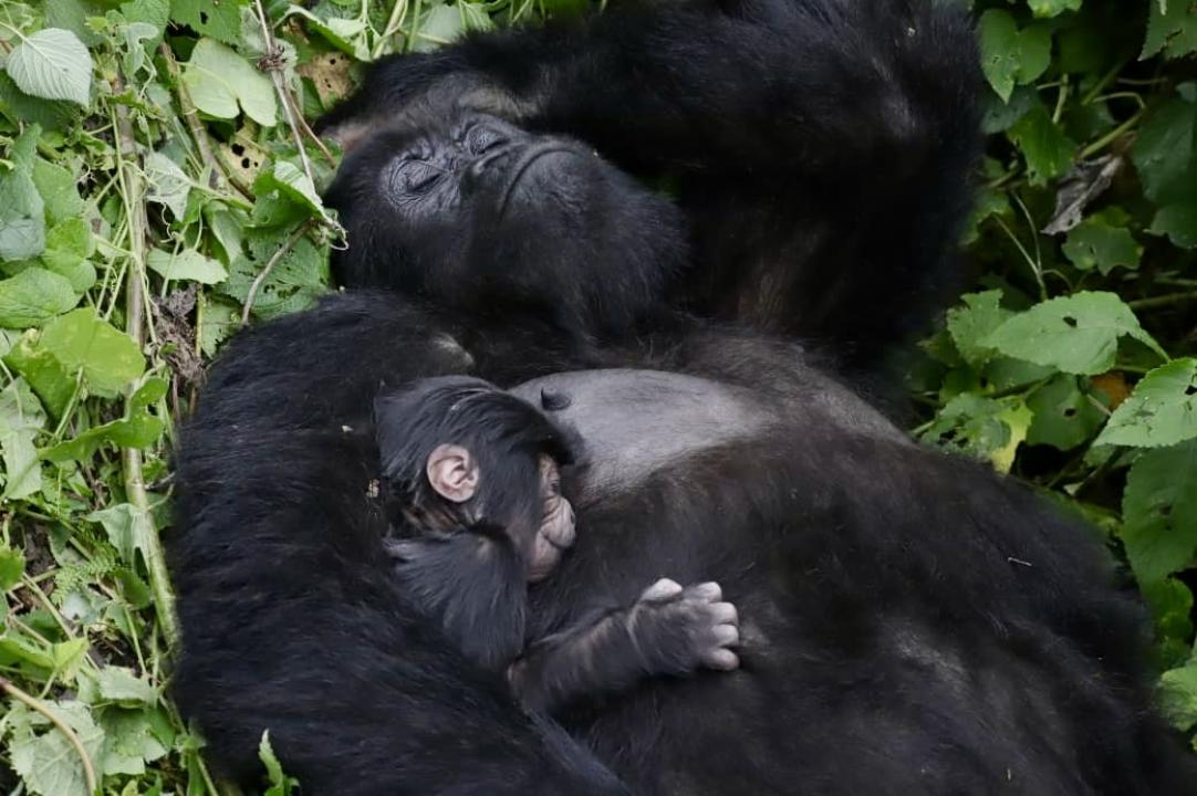 Un nouveau gorille né dans la famille Masibo dans le PNVi