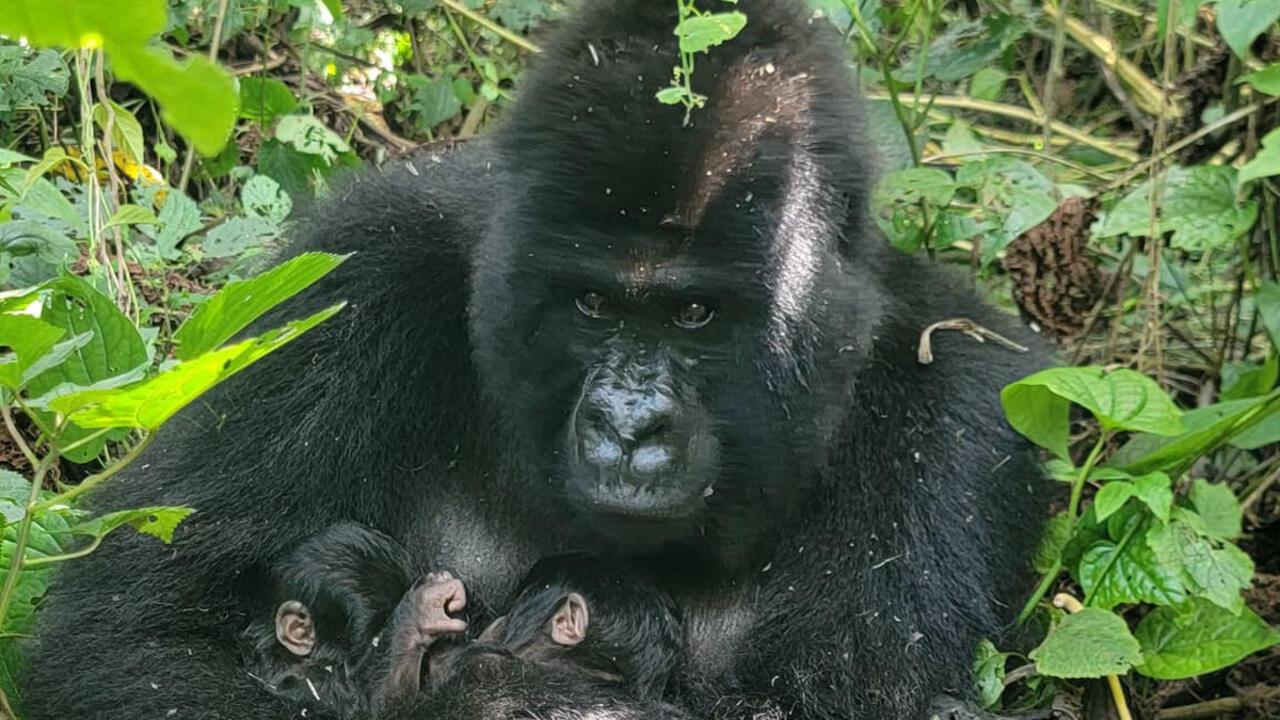 Parc national des Virunga : la famille Baraka passe de 17 à 19 membres grâce à la naissance de jumeaux gorilles   Par Gloire Balolage    La famille Baraka du parc national des Virunga, à l’est de la RDC, s’est agrandie, passant de 17 à 19 membres, avec la naissance de jumeaux gorilles des montagnes. Ce phénomène rare i