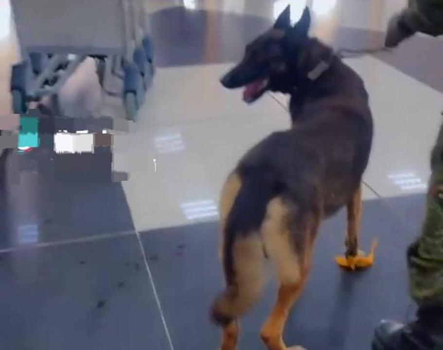 La brigade canine commise au contrôle des bagages à l'aéroport de Kisangani [photo d'illustration]