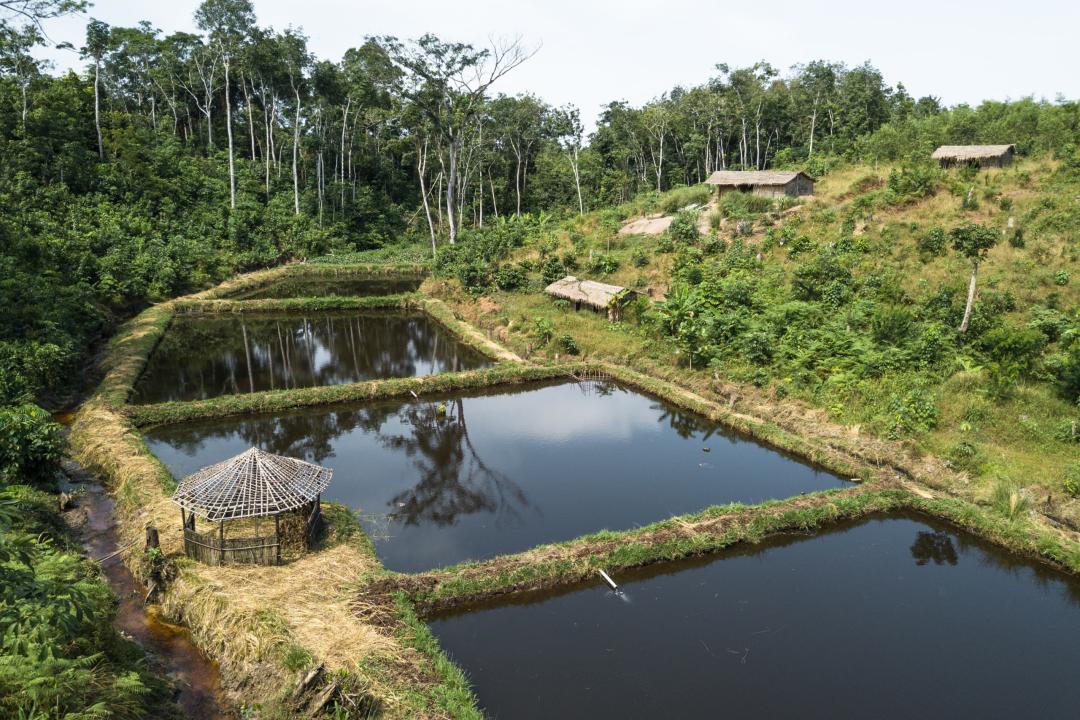 La réserve forestière de Yangambi [photo d'illustration]