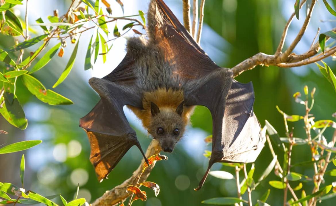 Une chauves-souris dans son habitat [photo d’illustration]