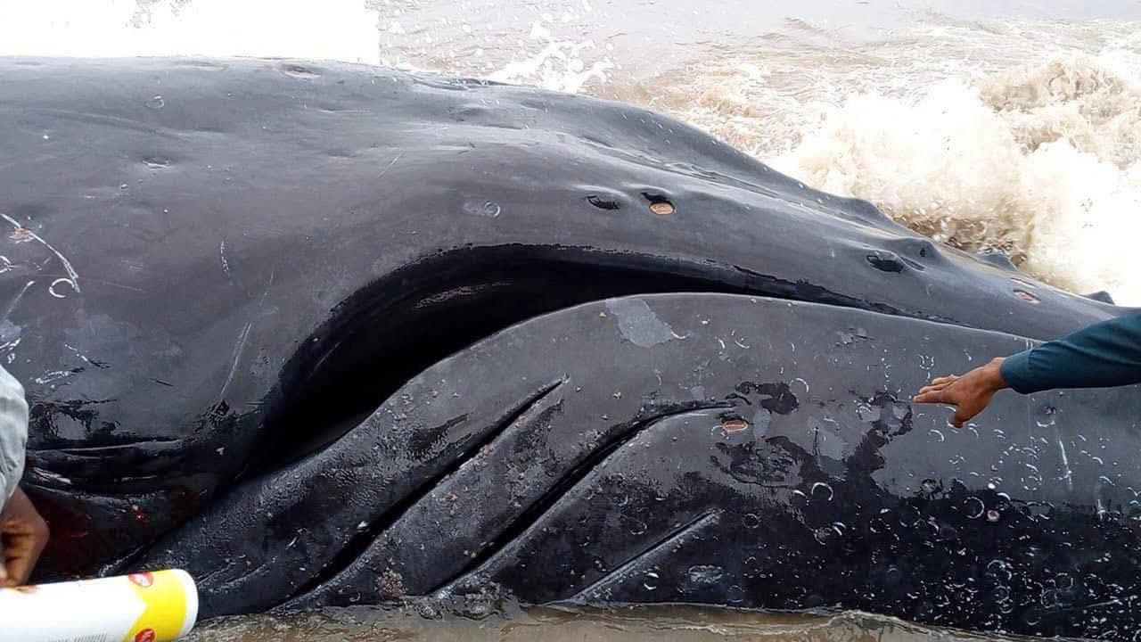 La baleine découverte échoue sur une plage à Muanda, dans le Kongo central (RDC)