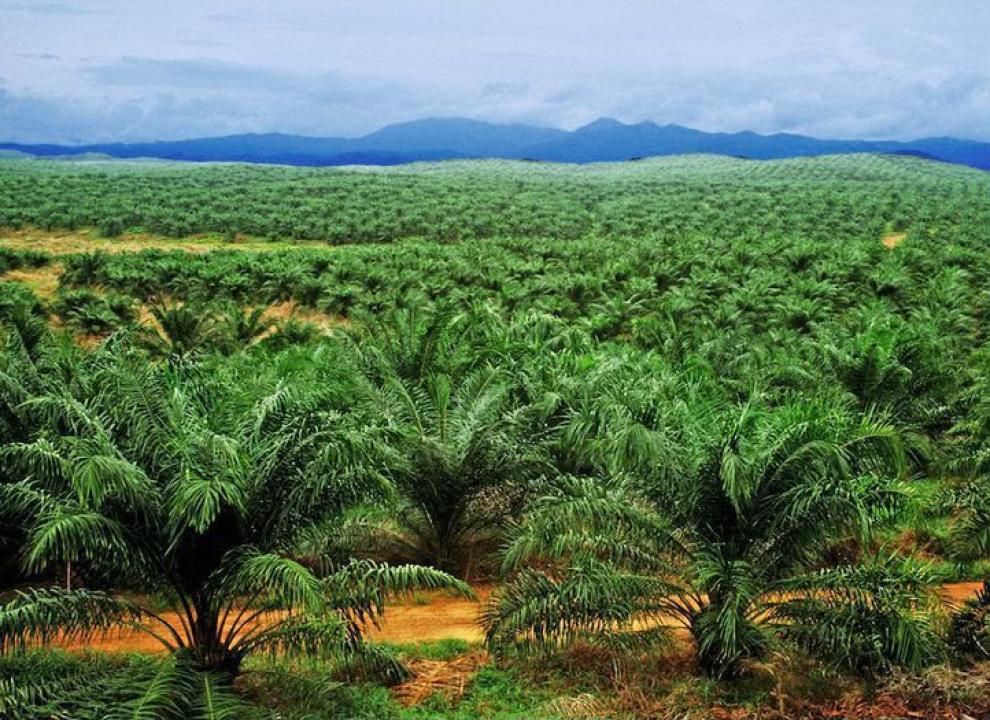 Une des plantations des PHC dans la Grande Orientale