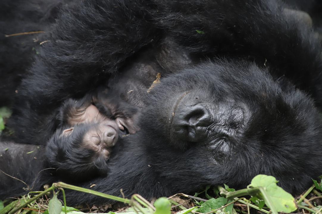 La famille Humba s'agrandit avec la naissance d'un gorille de montagne dans le Parc national des Virunga