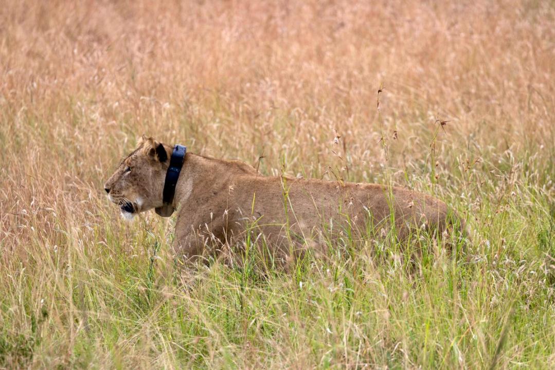 Masika, la lionne équipée d’un GPS qui aide à protéger la troupe d’Ishasha, dans le parc national des Virunga