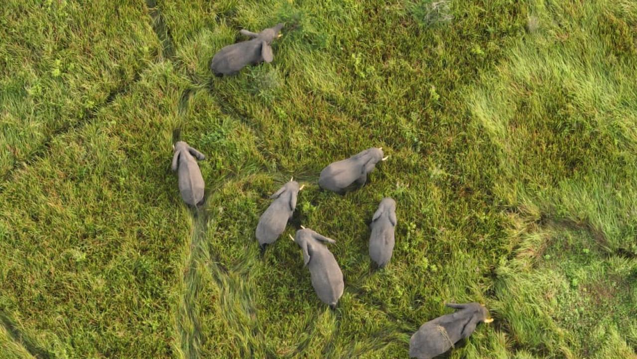 Quelques éléphants du parc national des Virunga localisés dans la vallée d’Ishasha