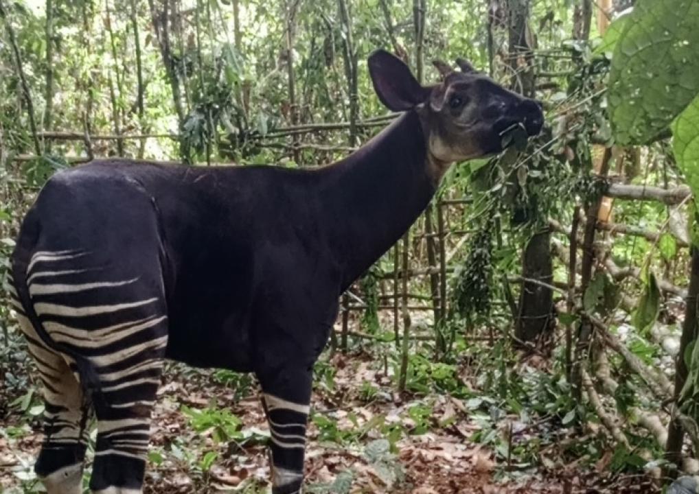 Un géant Okapi découvert dans la Réserve de Rubi-Tele,  dans la province du Bas-Uelé [photo d'illustration]