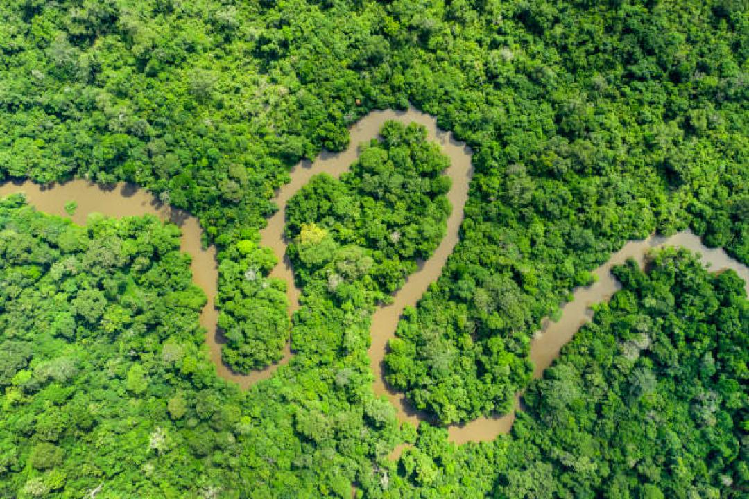 Forêts du bassin du Congo