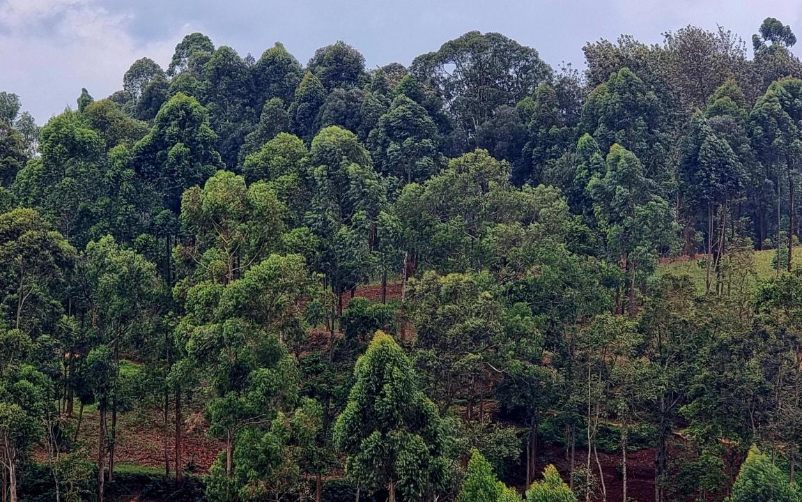 Une plantation d’arbre [photo d'illustration]