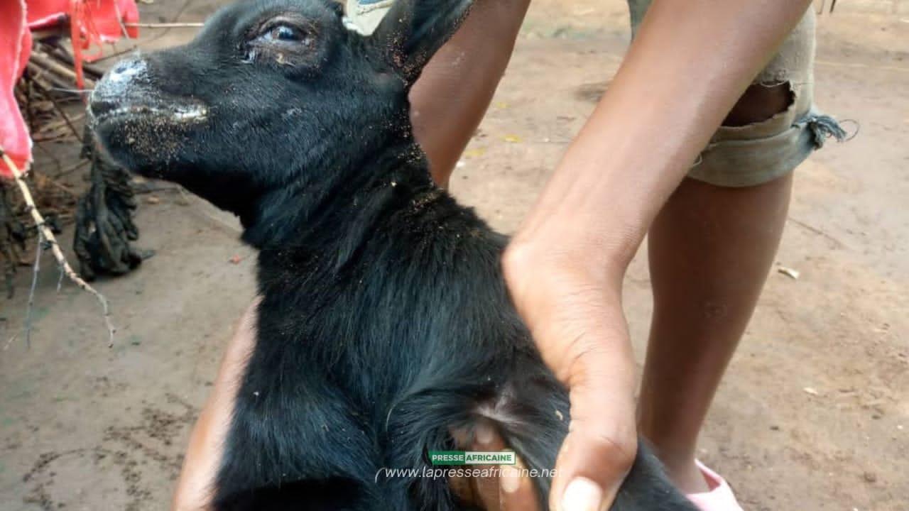 Une chèvre présentant des signes pouvant évoquer la peste des petits ruminants   [photo d'illustration]