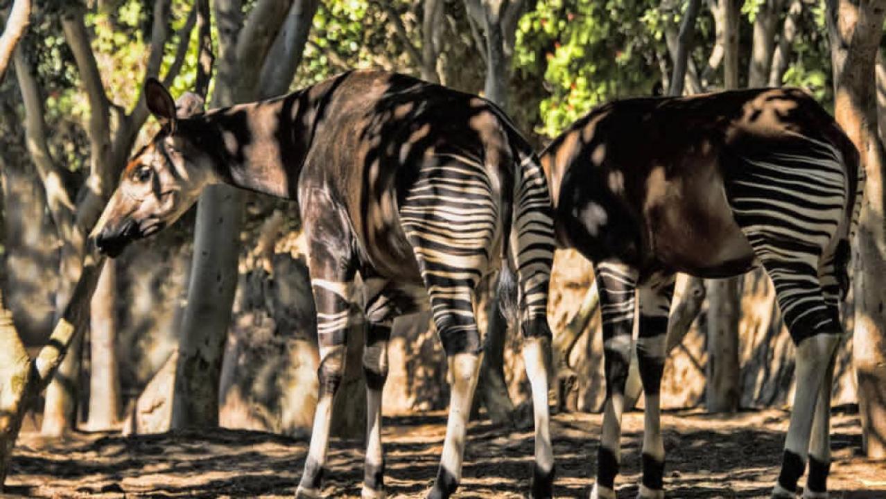 Okapi dans le maiko à Epulu