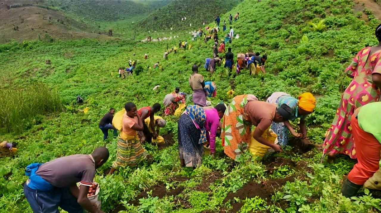 Des femmes agricultrices travaillant dans leurs champs au Nord-Kivu [photo d'illustration]