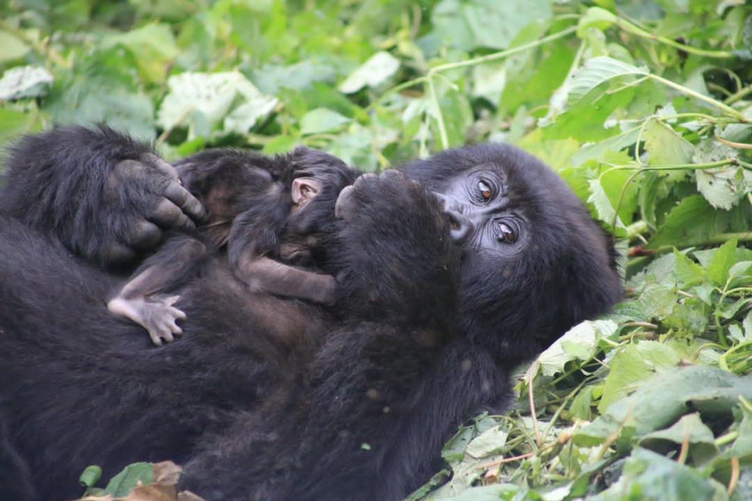Une femelle gorille de montagne protège son petit dans le Parc national des Virunga